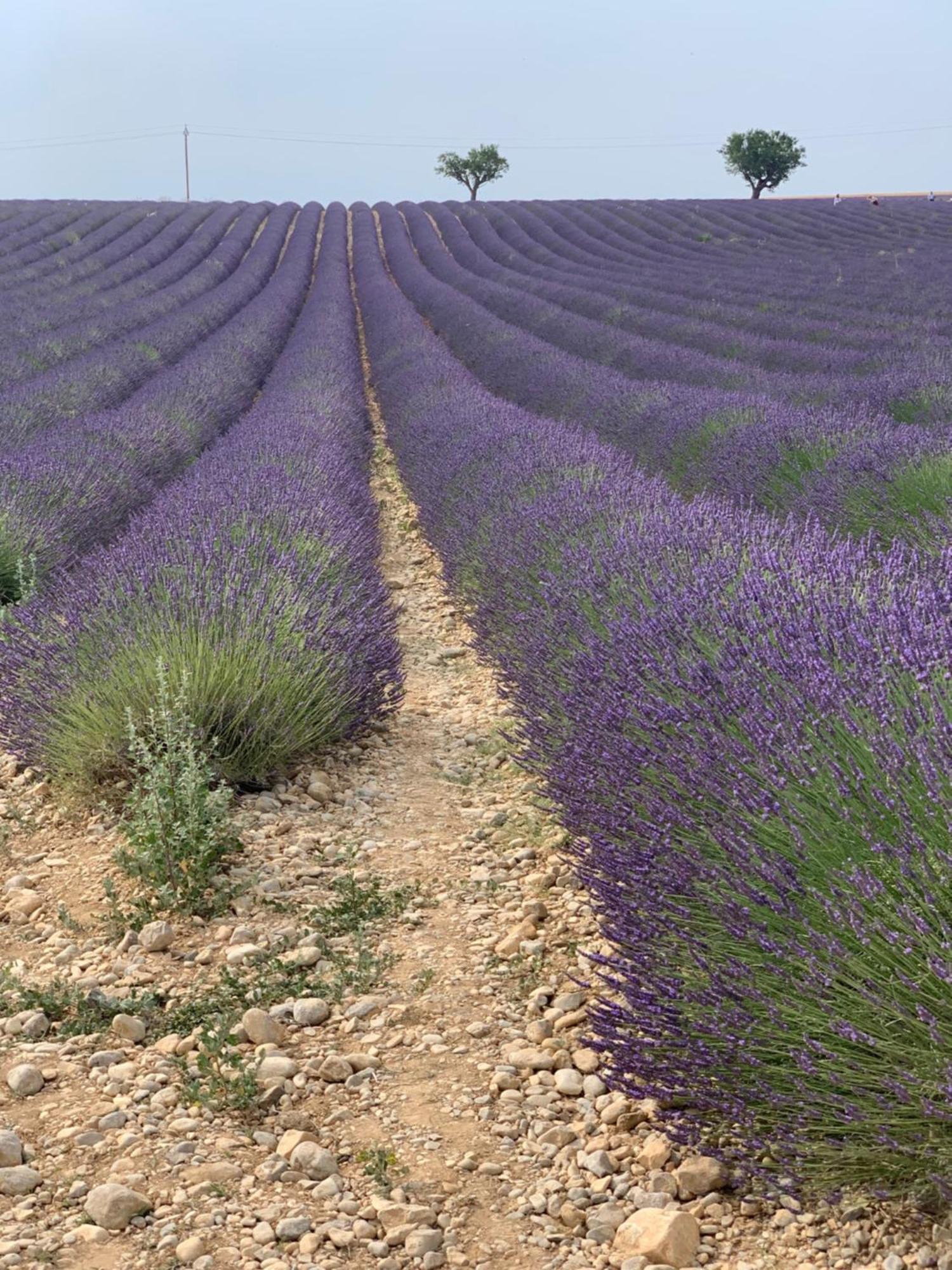 Studios Nuitee En Provence 普罗旺斯地区艾克斯 外观 照片